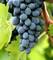 оптом виноград сорт 