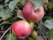 саженцы яблони,  сорта Теремок,  Имант