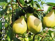 Саженцы плодовых деревьев,  Саженцы груш,  Саженцы Алычи,  Саженцы яблонь