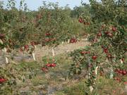 КФХ Ирия-сад продает яблоневый сад