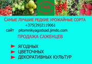 Саженцы крупноплодных сортов клубники - в Минск и Беларусь