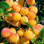Колоновидные абрикосы,  персики,  вишни,  черешни,  сливы,  груши,  яблони 1
