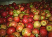 Яблоки белорусские продаём. Калиброванное,  отличного качества